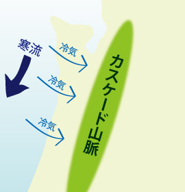 ワシントン西海岸沖には、北から南に向かって寒流が流れている