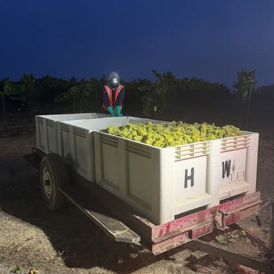 ハドソン・ヴィンヤーズでのナイトハーヴェスト